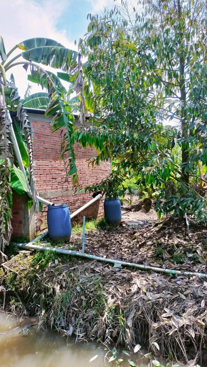 Bán đất vườn sầu riêng Thái 1500m2 tại Tiên Long, Tân Phú giá 820 triệu - Ảnh thu nhỏ 3
