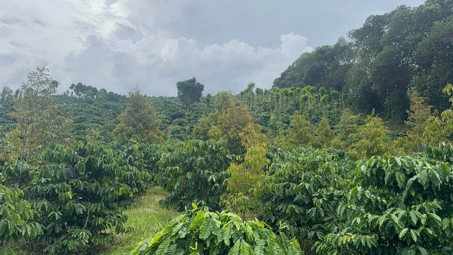 Bán 2.2ha đất kín gió ao suối Nam Jang - Ảnh 1
