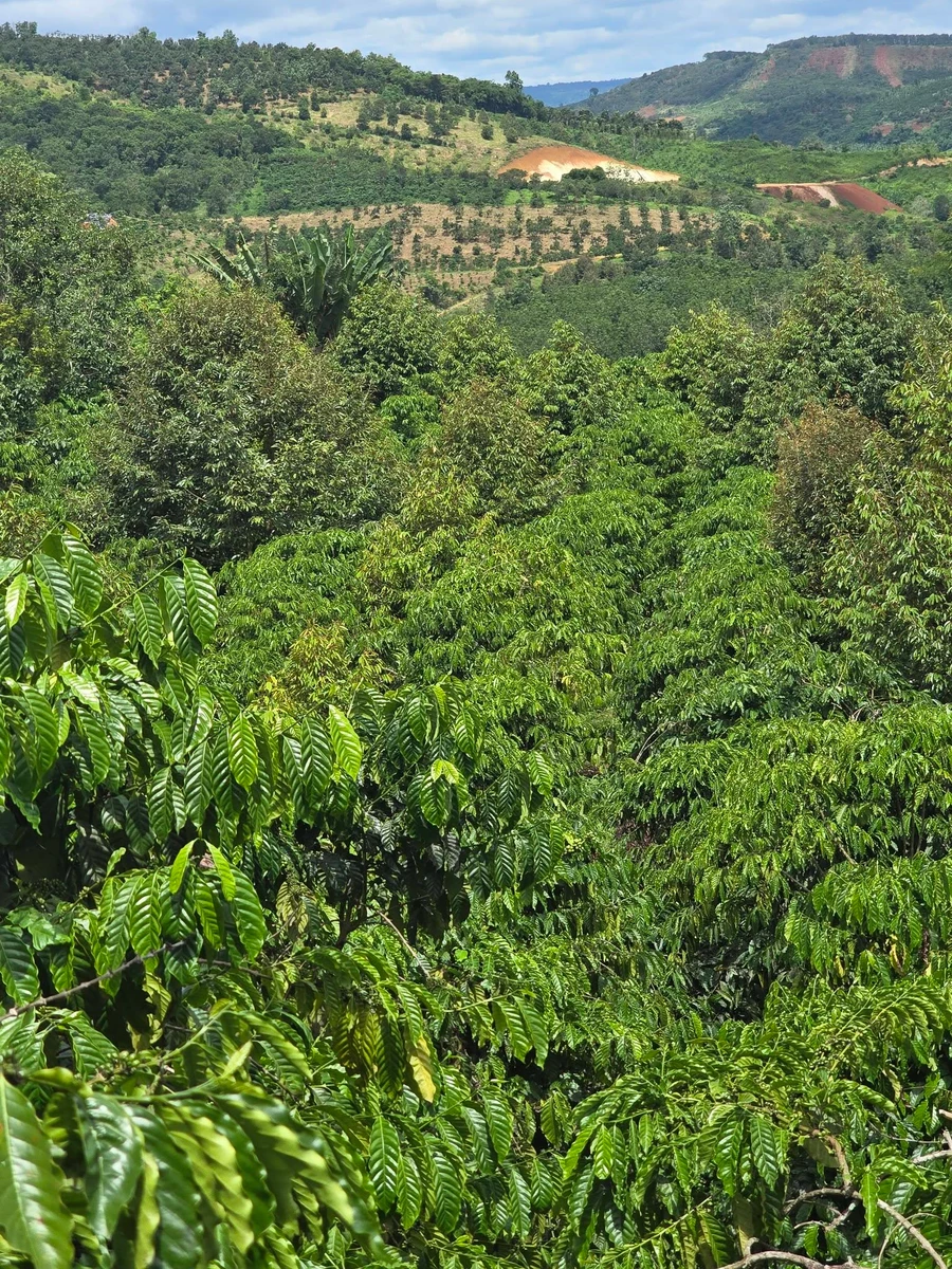 Bán đất 5ha trồng cà phê và sầu riêng Lâm Đồng 9,5 tỷ - Ảnh thu nhỏ 5