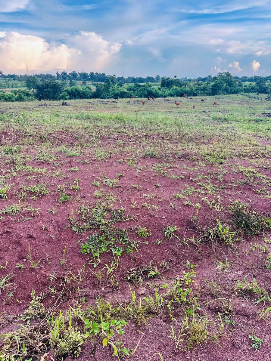 Bán đất 1,7 ha tại Buôn Đôn, Đắk Lắk giáp suối - Ảnh thu nhỏ 5