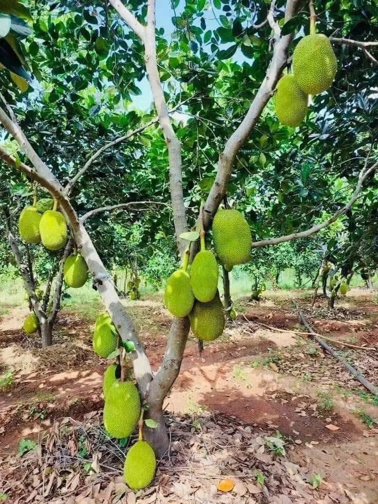 Bán đất nền 1.000m² gần KCN Minh Hưng, giá 300 triệu - Ảnh thu nhỏ 3