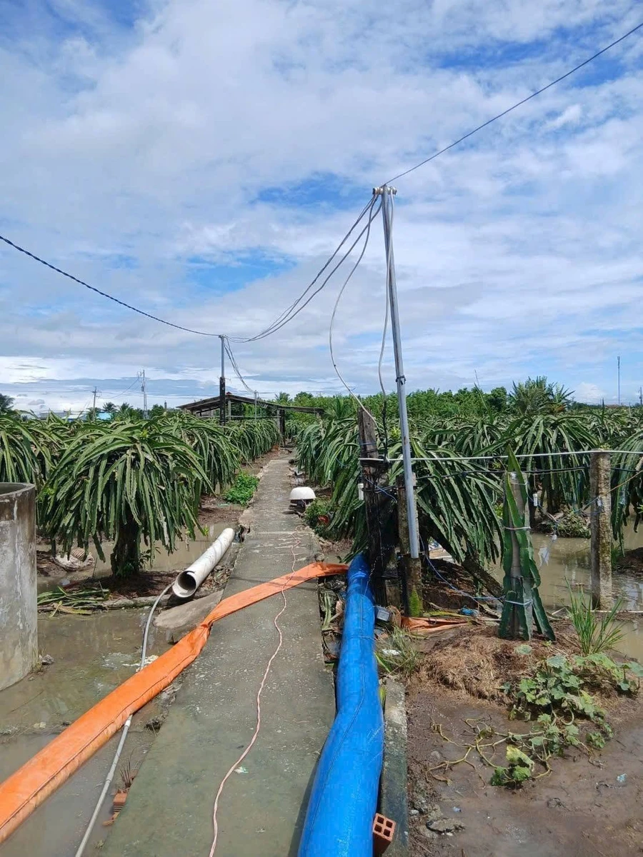 Bán 9000m² đất lúa Châu Thành Long An - Ảnh thu nhỏ 5