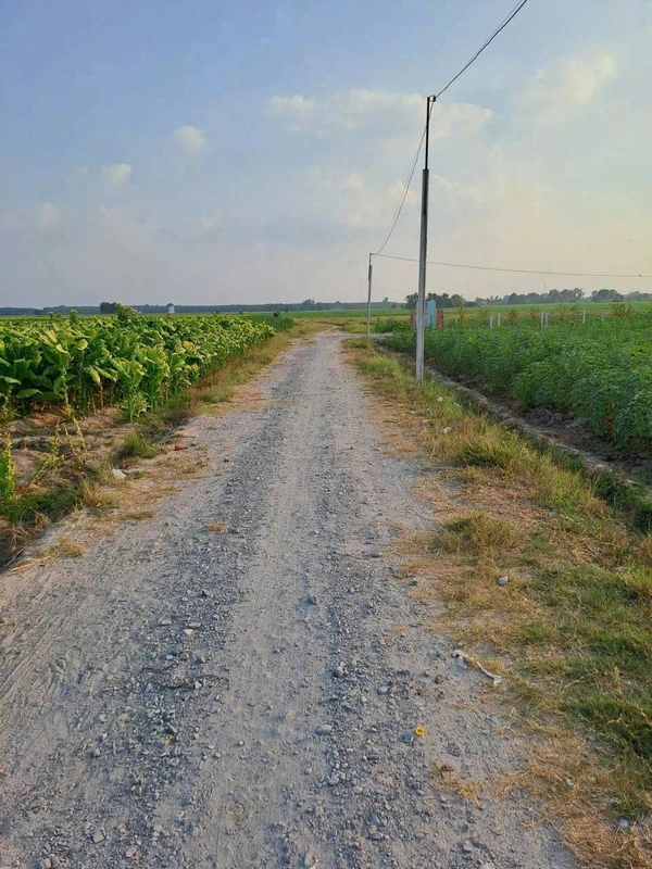 Bán đất 1 công (1000m²) giá 250 triệu Tây Ninh