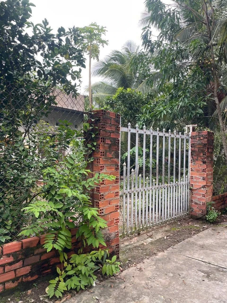 Bán vườn bưởi 3,3 công tại Châu Thành, Bến Tre - Ảnh 1