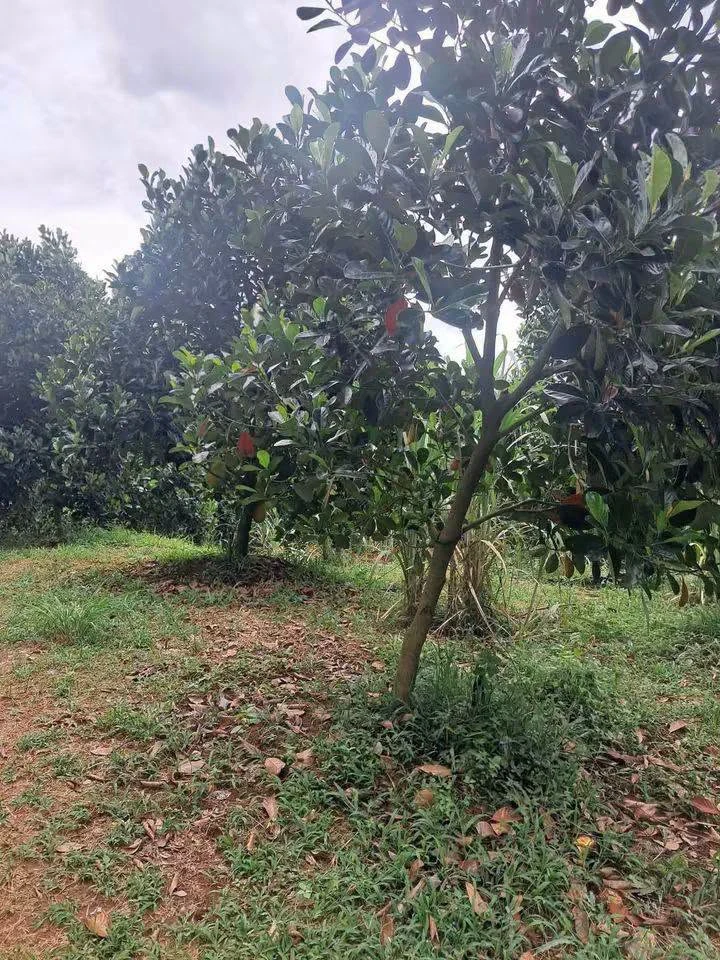 Bán 9 hecta đất trồng mít và cao su tại Đồng Nai - Ảnh thu nhỏ 2
