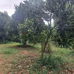 Bán 9 hecta đất trồng mít và cao su tại Đồng Nai - Ảnh thu nhỏ 2