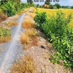 Bán 10.000 m² đất lúa với 300 m² thổ cư tại Thủ Thừa, Long An - Ảnh thu nhỏ 1
