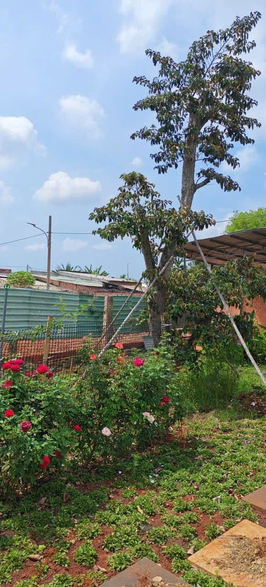 Bán nhà vườn 1500m² 3 phòng ngủ ở Tam Long Thủ Đức - Ảnh thu nhỏ 3