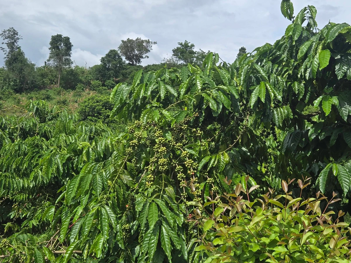 Bán đất 1,2 hectare Đắk Nông 1 tỷ 9 - Ảnh thu nhỏ 3