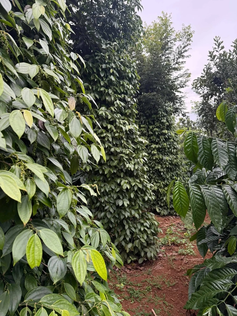 Bán đất 1.6ha mặt đường Cần Giờ - Ảnh thu nhỏ 3
