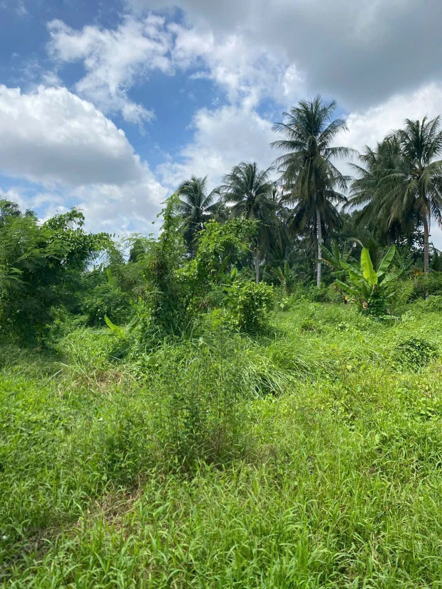 Bán đất vườn 1.500m² view sông Ba Lai Phú Túc 1,2 tỷ - Ảnh thu nhỏ 4