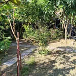 Bán đất Phường Bửu Long 300m2 1 tỷ 650 triệu - Ảnh thu nhỏ 3