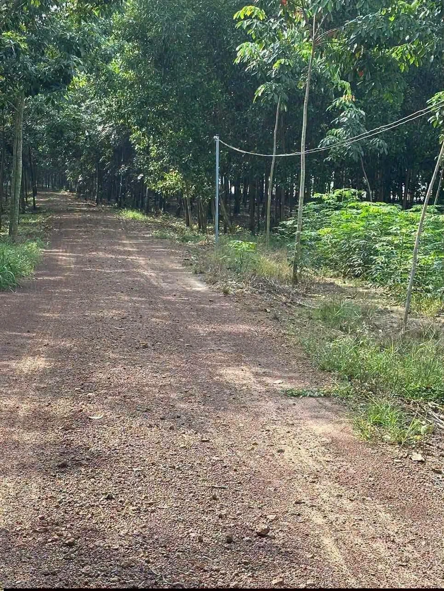 Bán đất Cần Giờ 1 hectare giá 2 tỷ 6 - Ảnh thu nhỏ 2