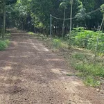 Bán đất Cần Giờ 1 hectare giá 2 tỷ 6 - Ảnh thu nhỏ 2