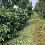 Bán đất 1,8 héc-ta sổ sách đầy đủ 3 tỷ 6 Nhà Bè - Ảnh thu nhỏ 1