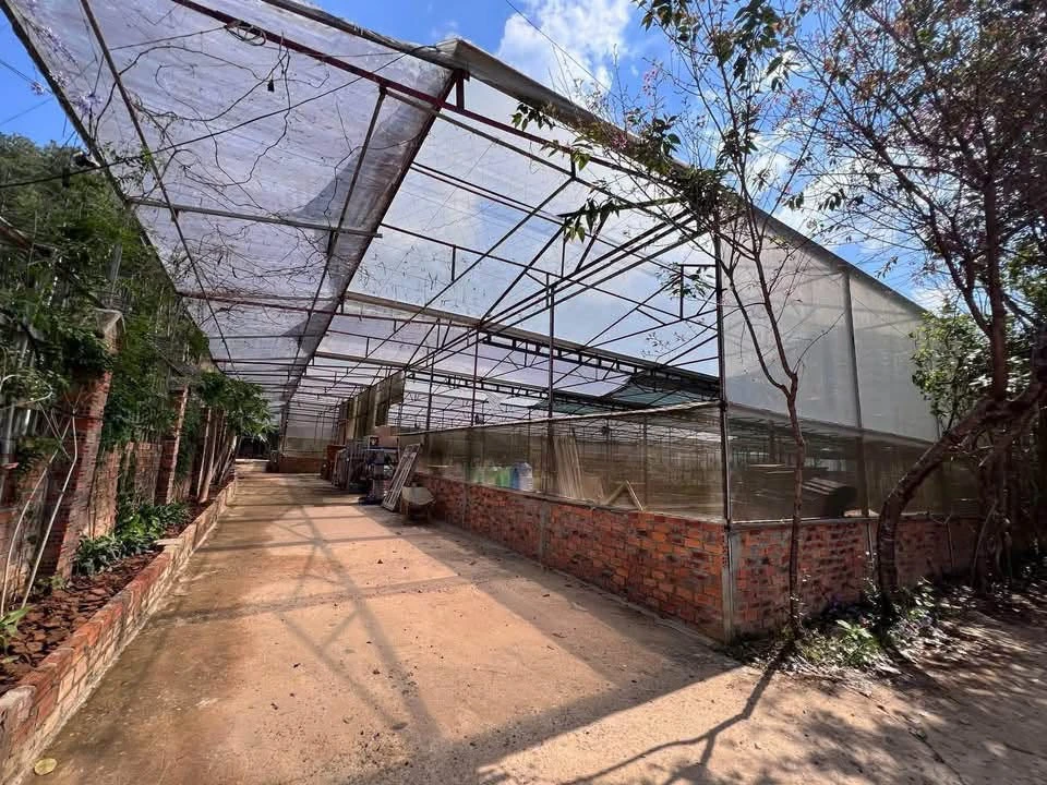 Bán lô đất 4100m2 đường Mimoza Đà Lạt 8.5 tỷ - Ảnh thu nhỏ 4