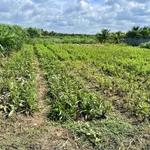 Bán nền đất mặt tiền 1.200m² Đồng Tháp - Ảnh thu nhỏ 3