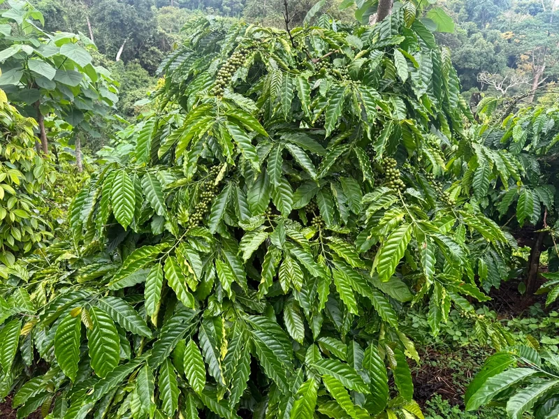 Bán đất 1.6ha giá 1 tỷ 650 tại Nam Jang, Bình Dương