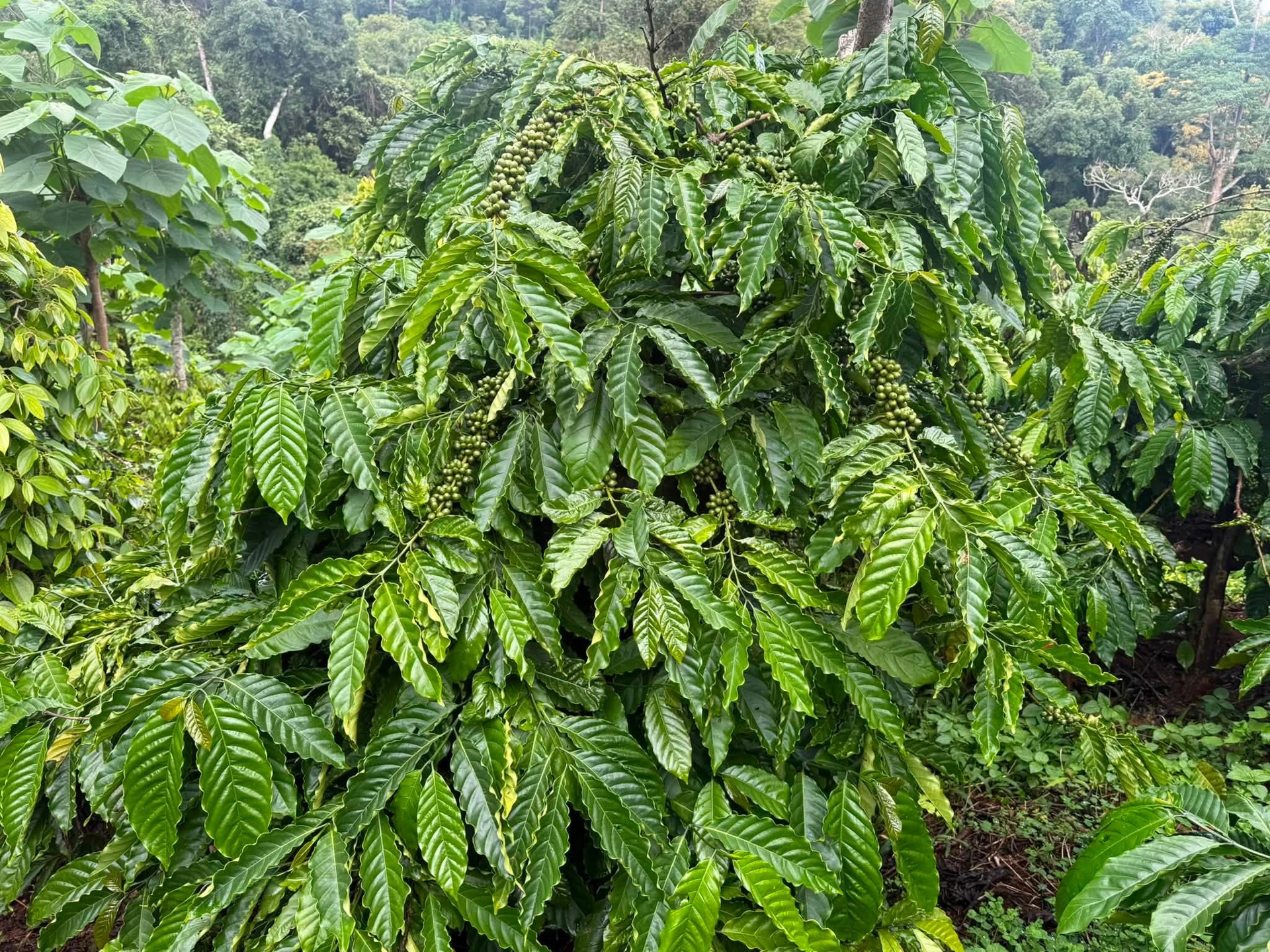 Bán đất 1.6ha giá 1 tỷ 650 tại Nam Jang, Bình Dương - Ảnh 1
