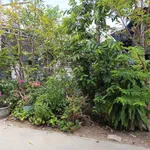 Bán đất tổ chức 93m² Phú Tài Phan Thiết 1 tỷ 600 triệu - Ảnh thu nhỏ 2