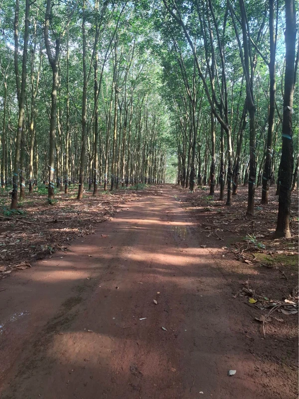 Bán 3,8ha đất cao su Đồng Tâm 4,4 tỷ