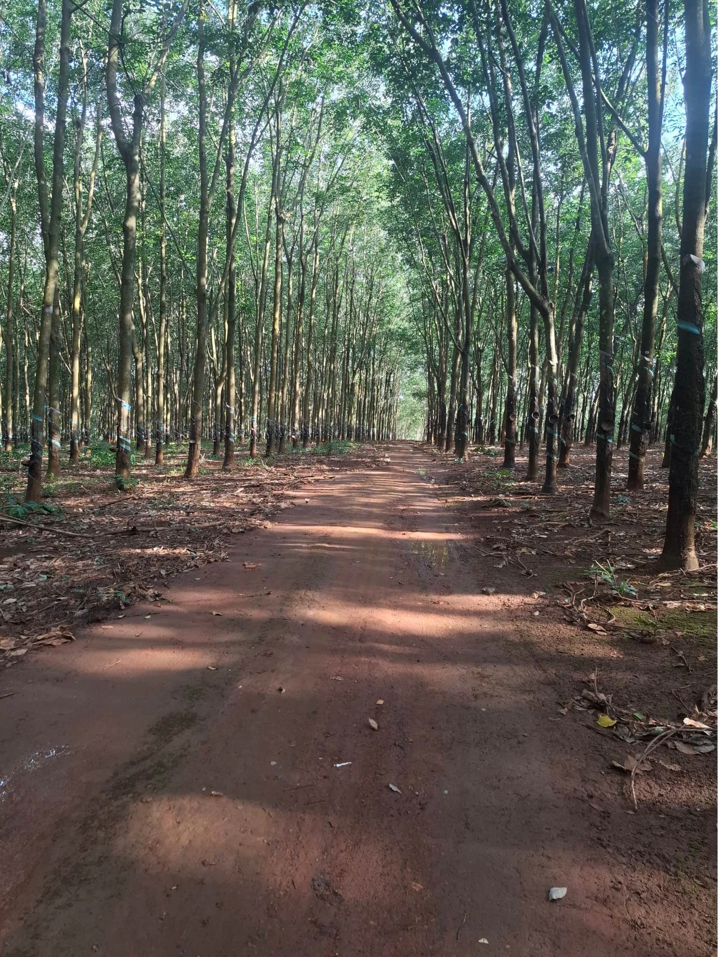 Bán 3,8ha đất cao su Đồng Tâm 4,4 tỷ - Ảnh 1