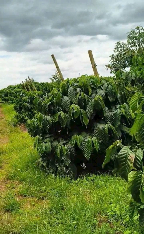 Bán 2ha rẫy cà phê Gia Lai, 6 tỷ