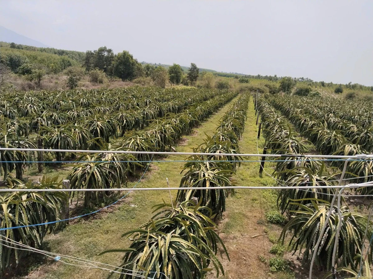 Bán vườn thanh long 2.8ha tại Xã Tân Hải Lagi Bà Rịa Vũng Tàu - Ảnh thu nhỏ 3