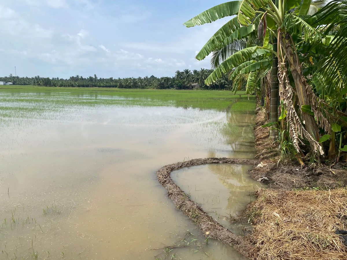 Bán đất ruộng 6 công mặt tiền bờ kinh Phong Thạnh - Ảnh thu nhỏ 3