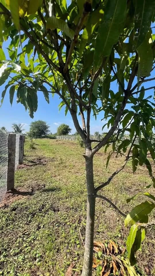 Bán đất 900m² Thôn 2 Hàm Liêm, Phan Thiết 479 triệu - Ảnh thu nhỏ 3