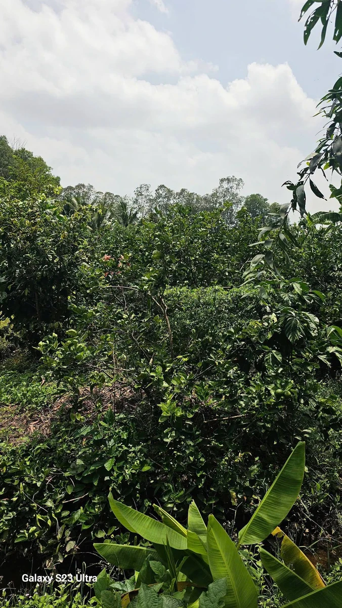 Bán đất vườn 500m² Tân Thành Thủ Thừa - Ảnh thu nhỏ 4