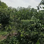Bán đất vườn 500m² Tân Thành Thủ Thừa - Ảnh thu nhỏ 4