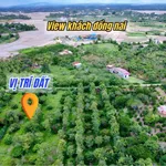 Vườn vải full siêu đẹp chỉ 6xxtr - Ảnh thu nhỏ 3
