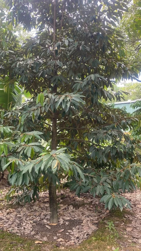 Bán 2ha đất nông nghiệp Phú Trung, Bình Phước, giá 1 tỷ 450/ha