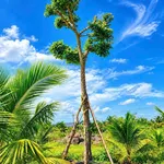 Bán đất vườn 200m² mặt tiền 38m gần Long Khánh - Ảnh thu nhỏ 2