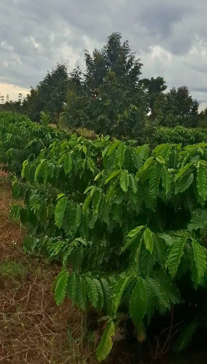 Bán 1,5ha đất vườn cacao Bù Đăng, Bình Phước - Ảnh 1