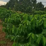 Bán 1,5ha đất vườn cacao Bù Đăng, Bình Phước - Ảnh thu nhỏ 1