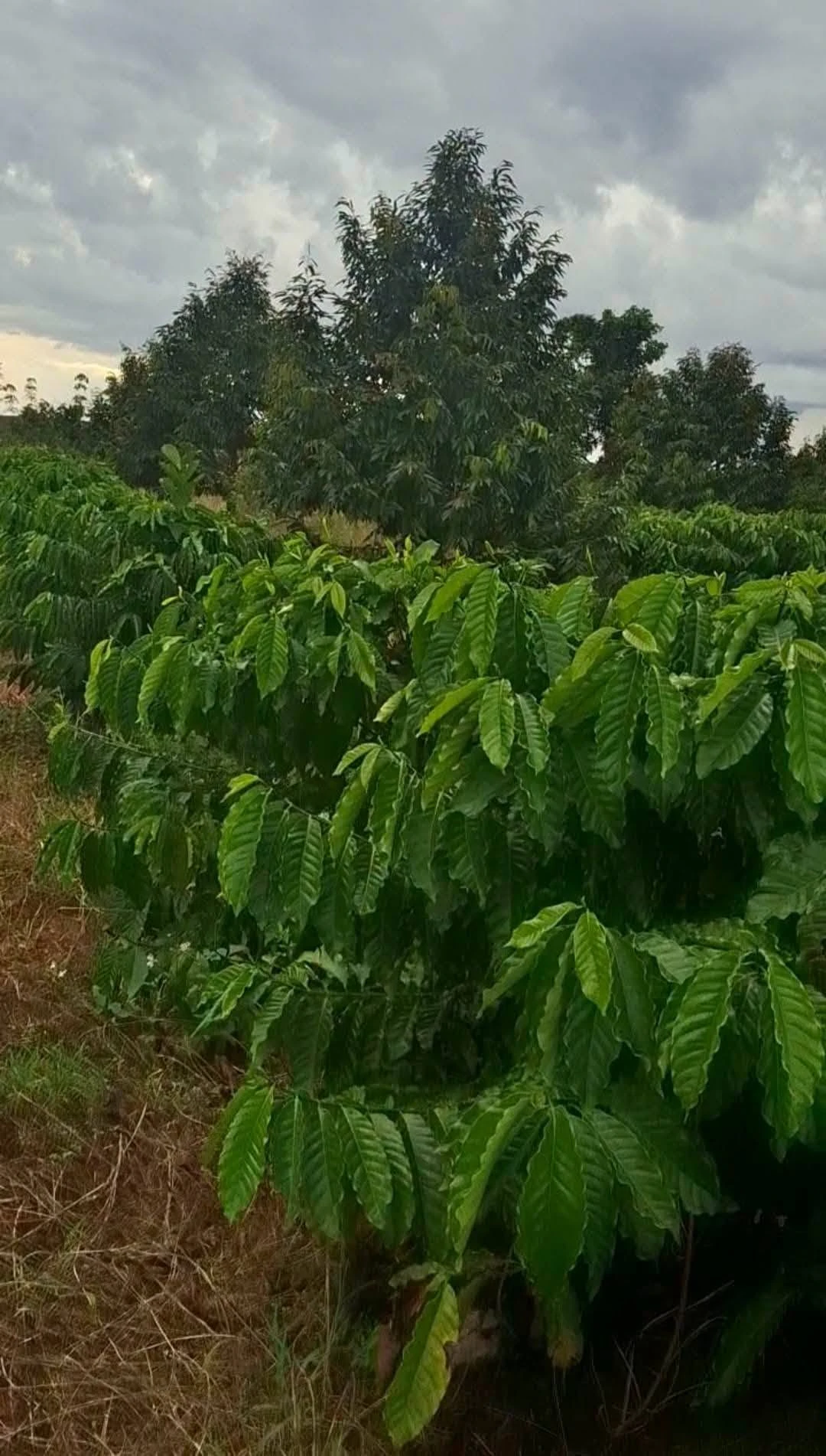 Bán 1,5ha đất vườn cacao Bù Đăng, Bình Phước - Ảnh 1