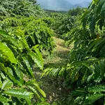Bán 2ha đất vườn cà phê tại Đăk Jrang, Mang Yang, Gia Lai giá 3 tỷ - Ảnh thu nhỏ 2