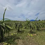 Bán đất Sông Phan Bình Thuận 7000m² sổ hồng - Ảnh thu nhỏ 2
