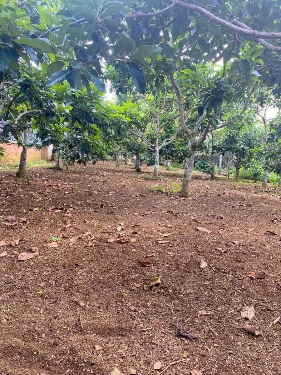 Bán đất hẻm 177 Nguyễn Đình Chiểu, 1 sào, 2,9 tỷ, Bảo Lộc - Ảnh thu nhỏ 5