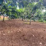 Bán đất hẻm 177 Nguyễn Đình Chiểu, 1 sào, 2,9 tỷ, Bảo Lộc - Ảnh thu nhỏ 5