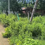 Bán lô đất 513,7m² tại Tân Thành, Tây Ninh, 1 tỷ 250 triệu - Ảnh thu nhỏ 2