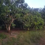 Bán đất trồng xoài 7.000m2, QL20, Cần Giờ - Ảnh thu nhỏ 1