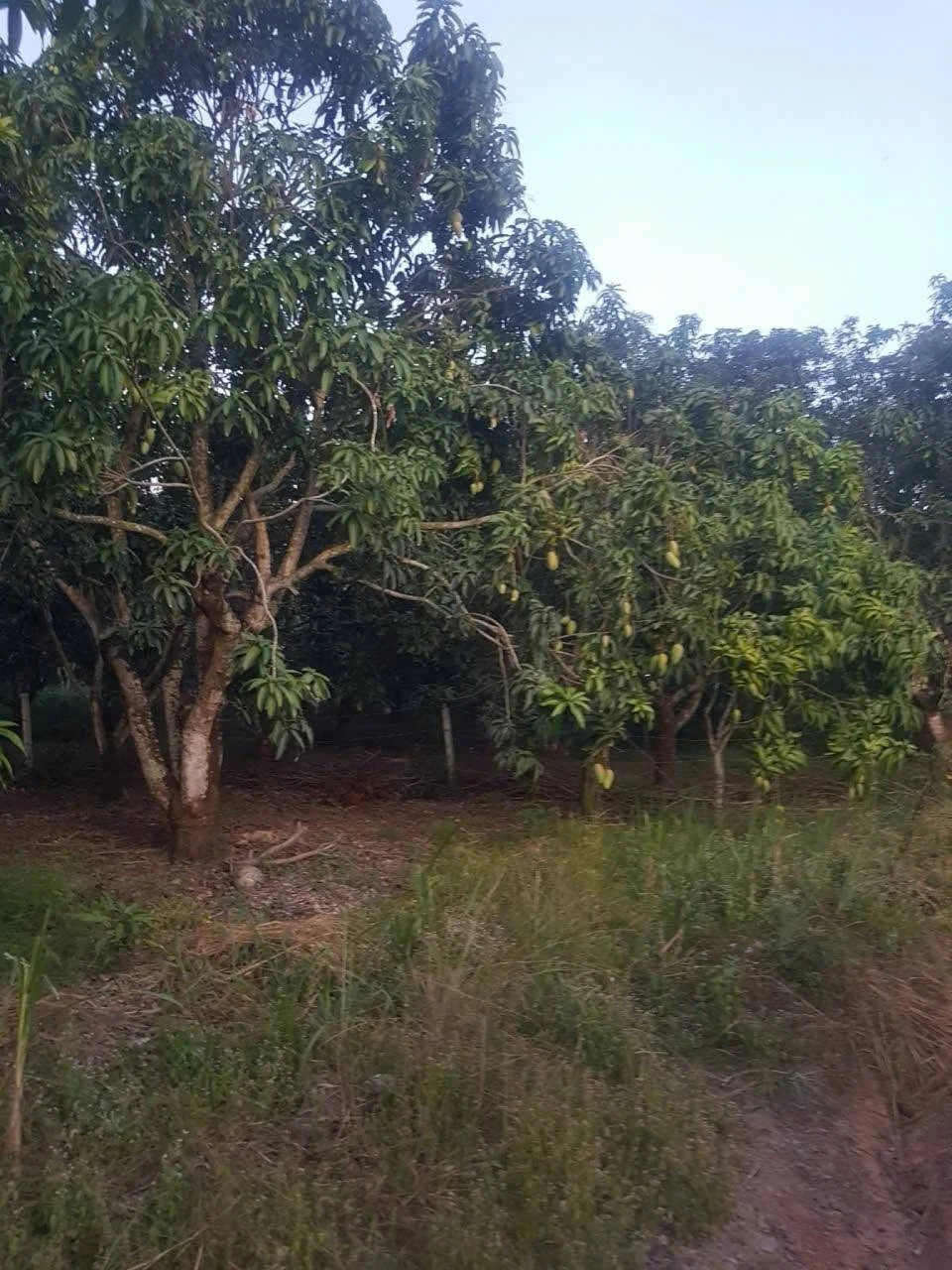 Bán đất trồng xoài 7.000m2, QL20, Cần Giờ - Ảnh 1