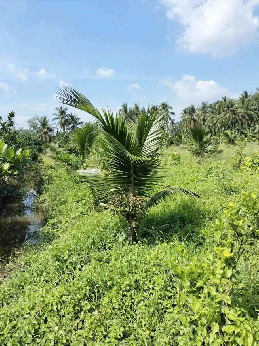 Bán đất vườn 300m² có cây ăn quả xã Tiên Long, Bình Chánh - Ảnh thu nhỏ 4
