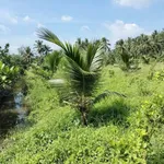 Bán đất vườn 300m² có cây ăn quả xã Tiên Long, Bình Chánh - Ảnh thu nhỏ 4