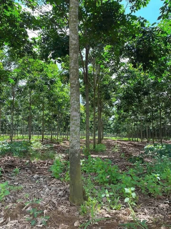 Bán đất 2,1ha cao su Phú Giáo Bình Dương 8,2 tỷ