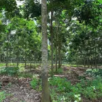 Bán đất 2,1ha cao su Phú Giáo Bình Dương 8,2 tỷ - Ảnh thu nhỏ 1