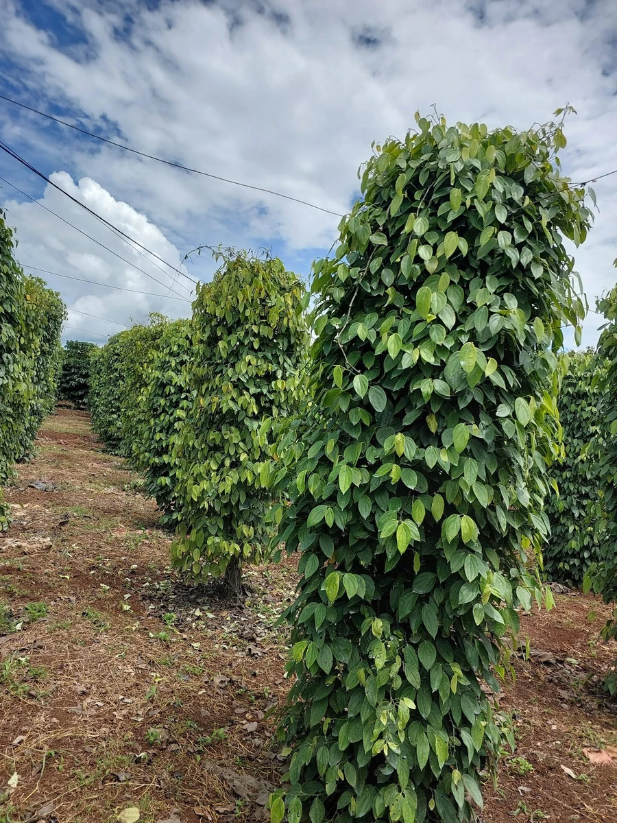 Bán đất nông nghiệp 1,5 hectare Gia Lai 4 tỷ - Ảnh thu nhỏ 4